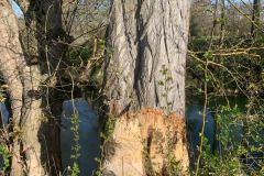 Tauber_frei_2025-22
